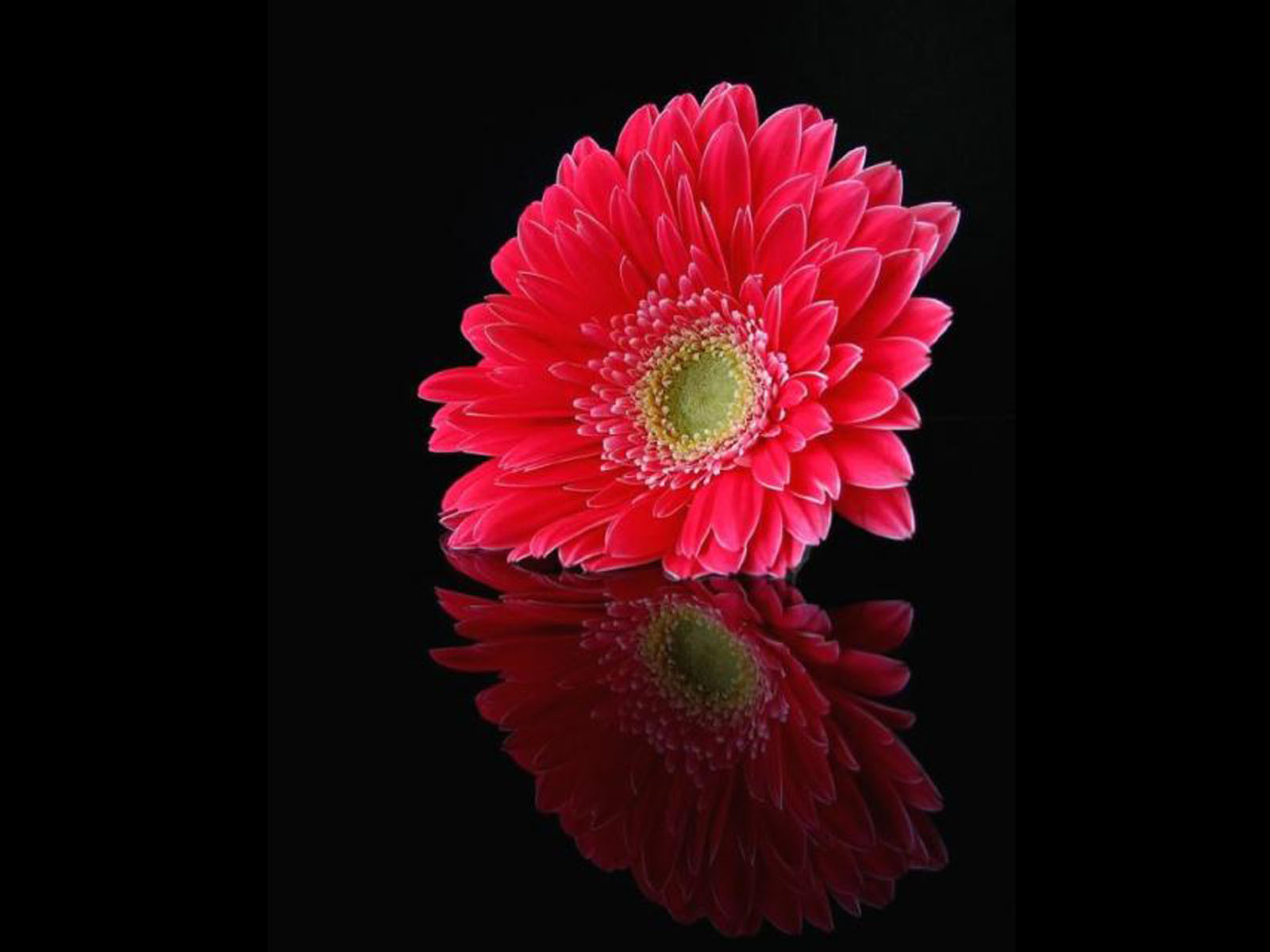 HD Wallpapers: Pink Daisy Flowers Pictures