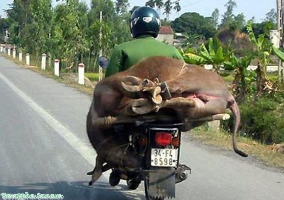 Crazy-Transportation-In-Vietnam-Very-Funny-Real-Life-Images-Bevappha-Sanam-5.jpg