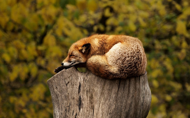 Fox Curled Up Sleeping