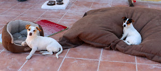 Two puppies taking a chill Two puppies taking a chill