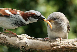 sparrow bird birds memes eating worms wholesome bugs sparrows eat feeding worm chicks grubs trans animals animal young marcus songbirds