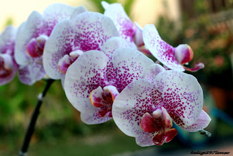 Borneo Orkid
