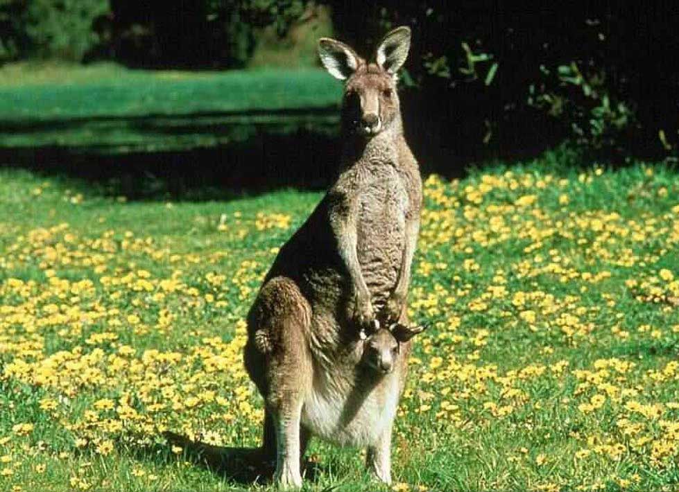 Kangaroo Wild Life