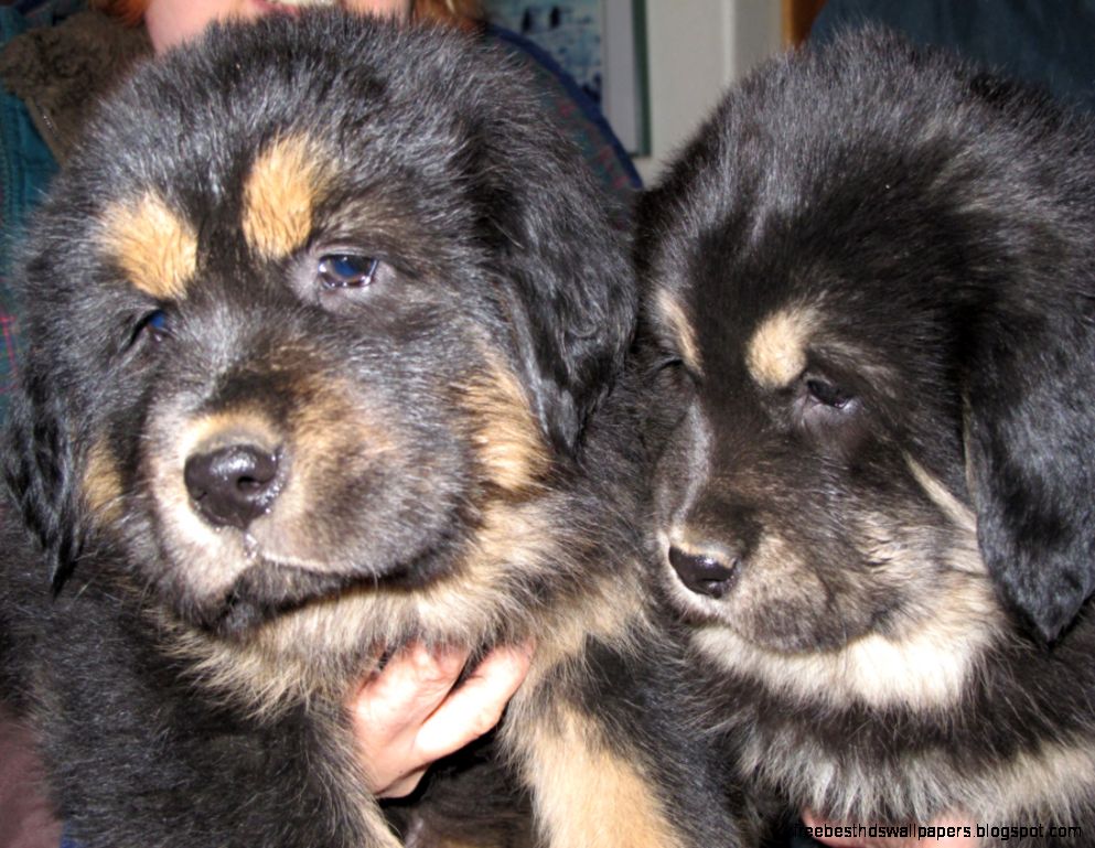 Buy Tibetan Mastiff Puppies