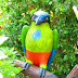 Tipos de Aves que existen en Nicaragua