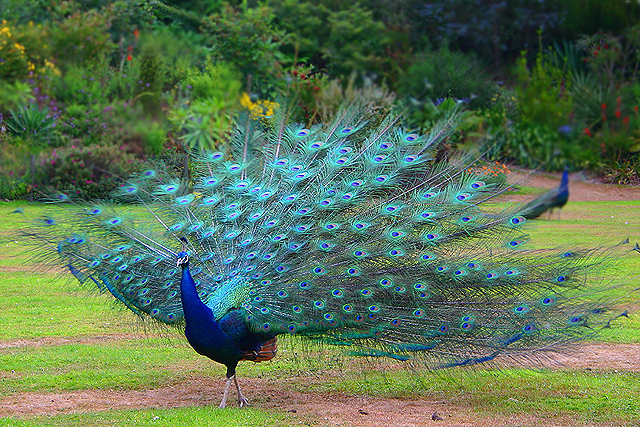 peacock_4.jpg