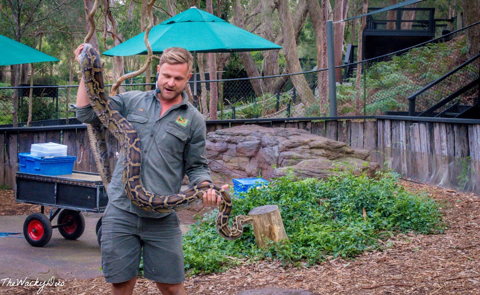 Australian Reptile Park Sydney Review Singapore