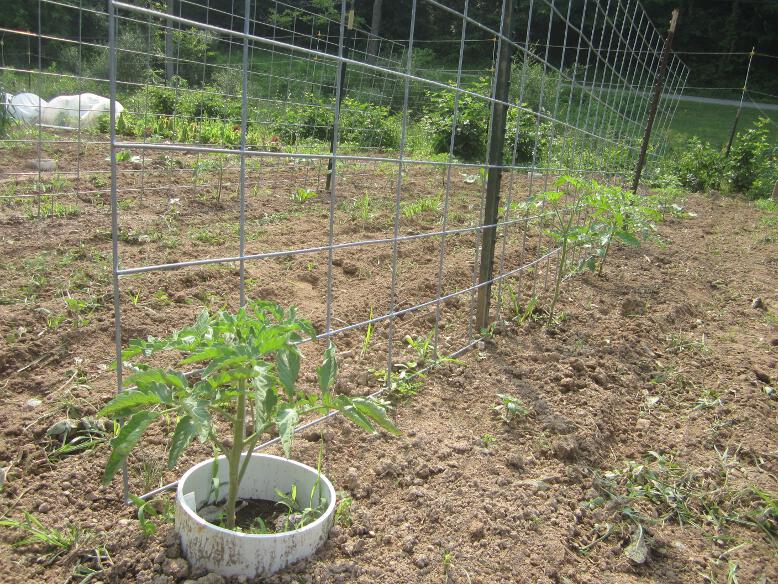 Simply Resourceful Using Cattle Panels As a Tomato Trellis