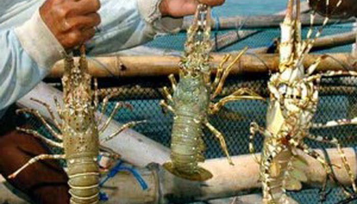 RI Pasok 30 Persen Produk Perikanan Dunia