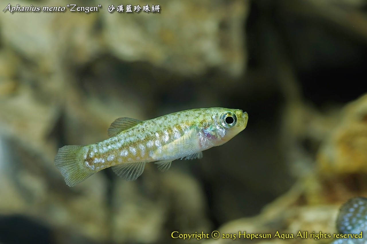 鴻順魚坊 Aphanius mento "Zengen" 沙漠藍珍珠鱂