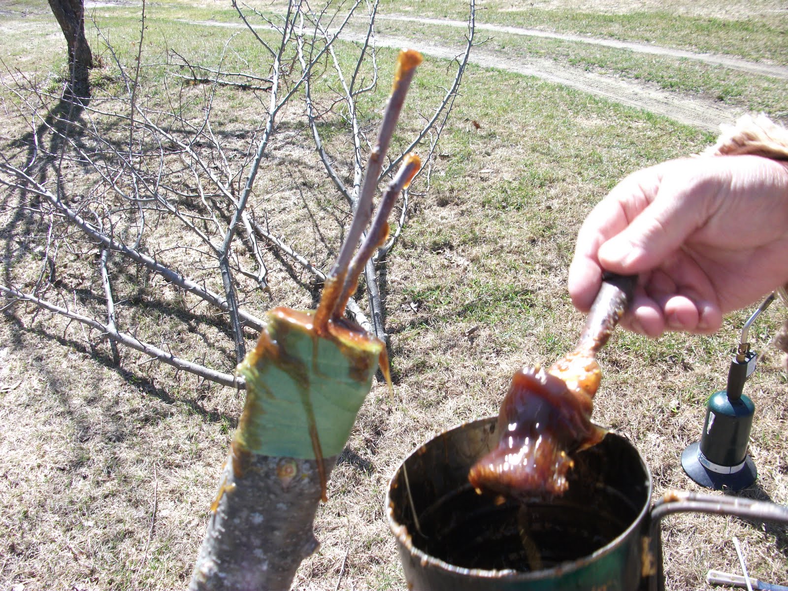 My Summer on a Farm Grafting Apple Trees