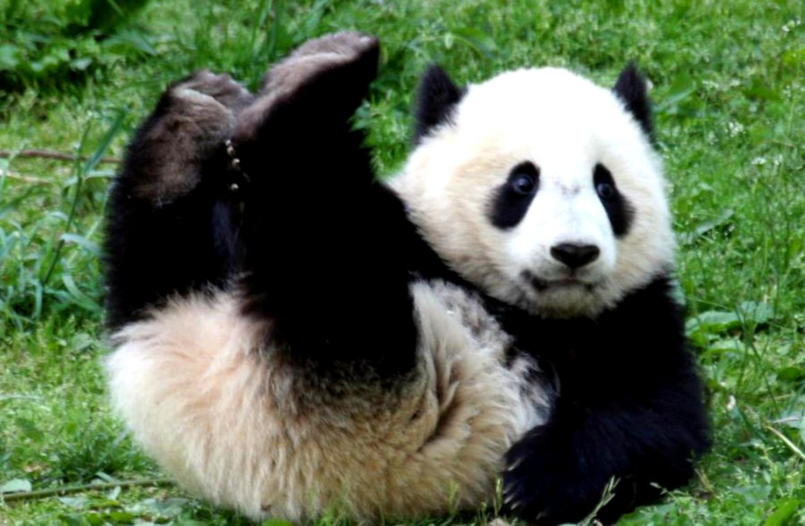 Panda Bear Wallpapers Top Free Panda Bear Backgrounds