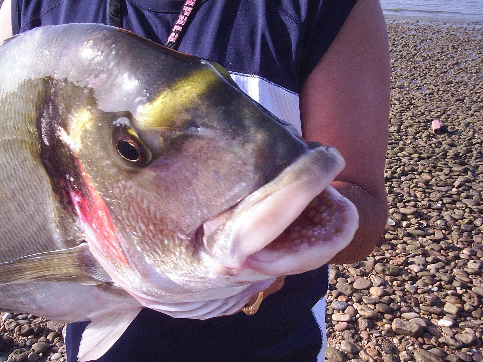 Pescar doradas a spinning: cómo engañar con un señuelo a este astuto pez en nuestras costas