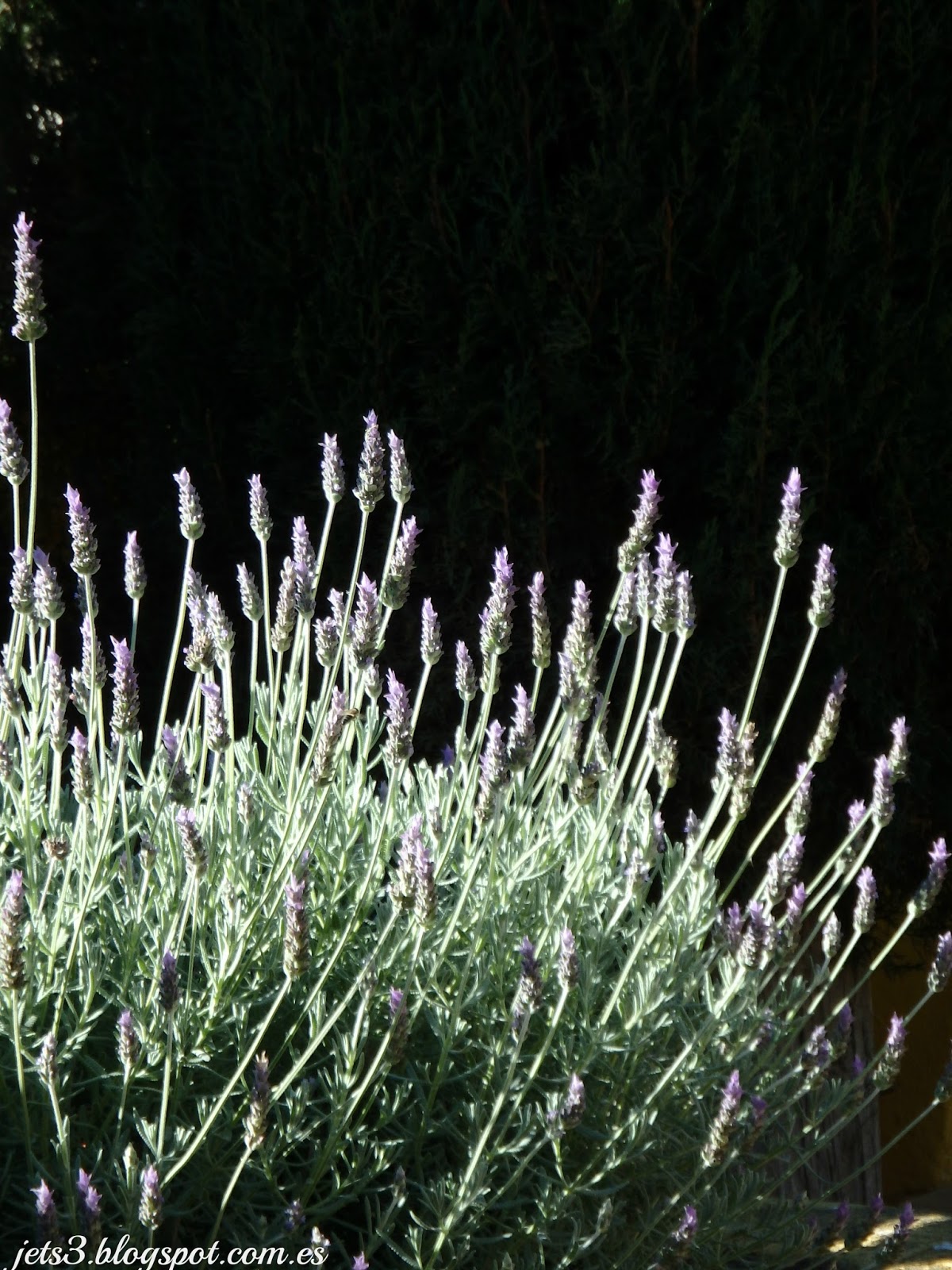 Semi Di Lavanda Lavanda Dentata Variegata In Vaso 19cm - Pianta Aromatica  Con Foglie Gialle E Verdi Lavanda Essiccata Profumata, image size:1200x1600