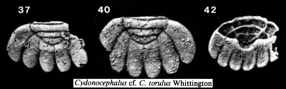 Variety of Life: Sphaerexochinae