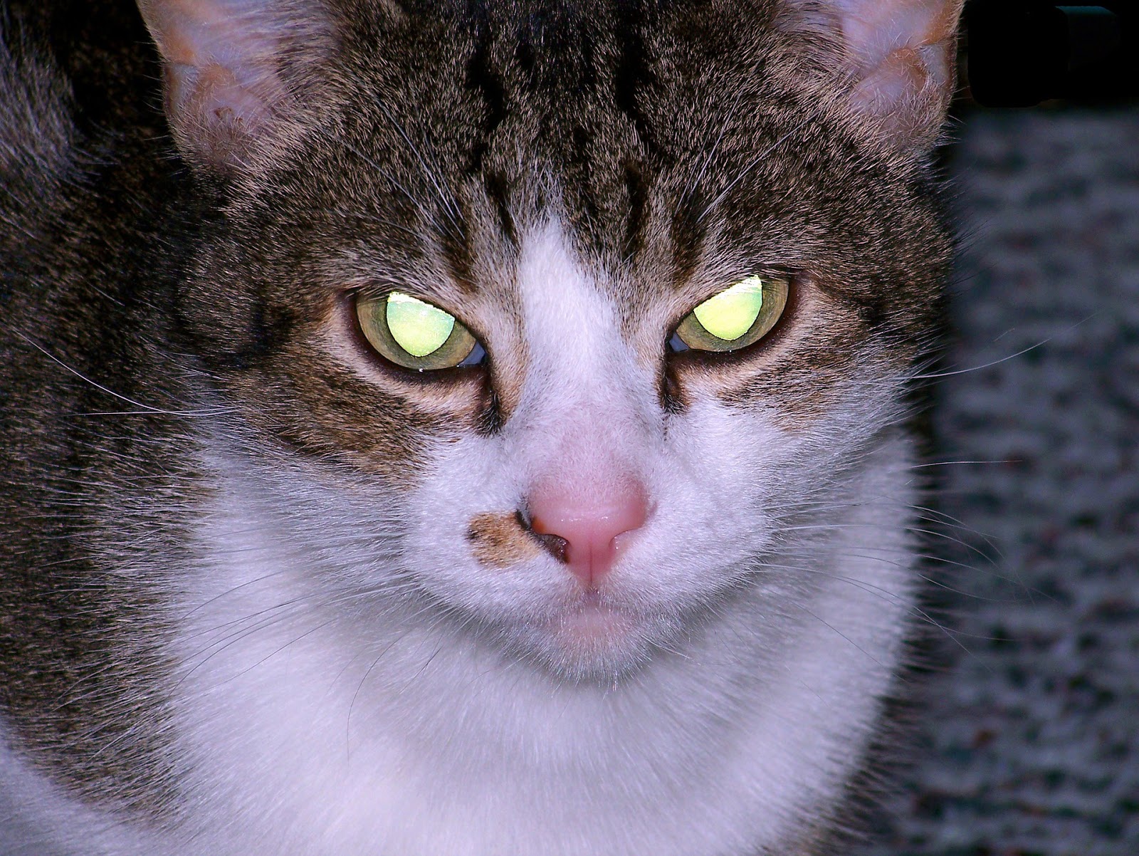 Why Do Cat's Eyes Glow in the Dark? - DAILY INFO PLUS