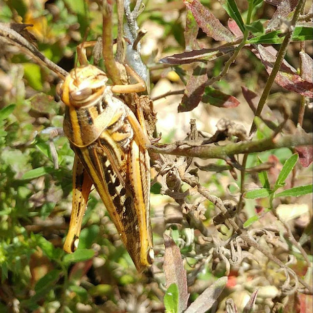 well camouflaged grasshopper
