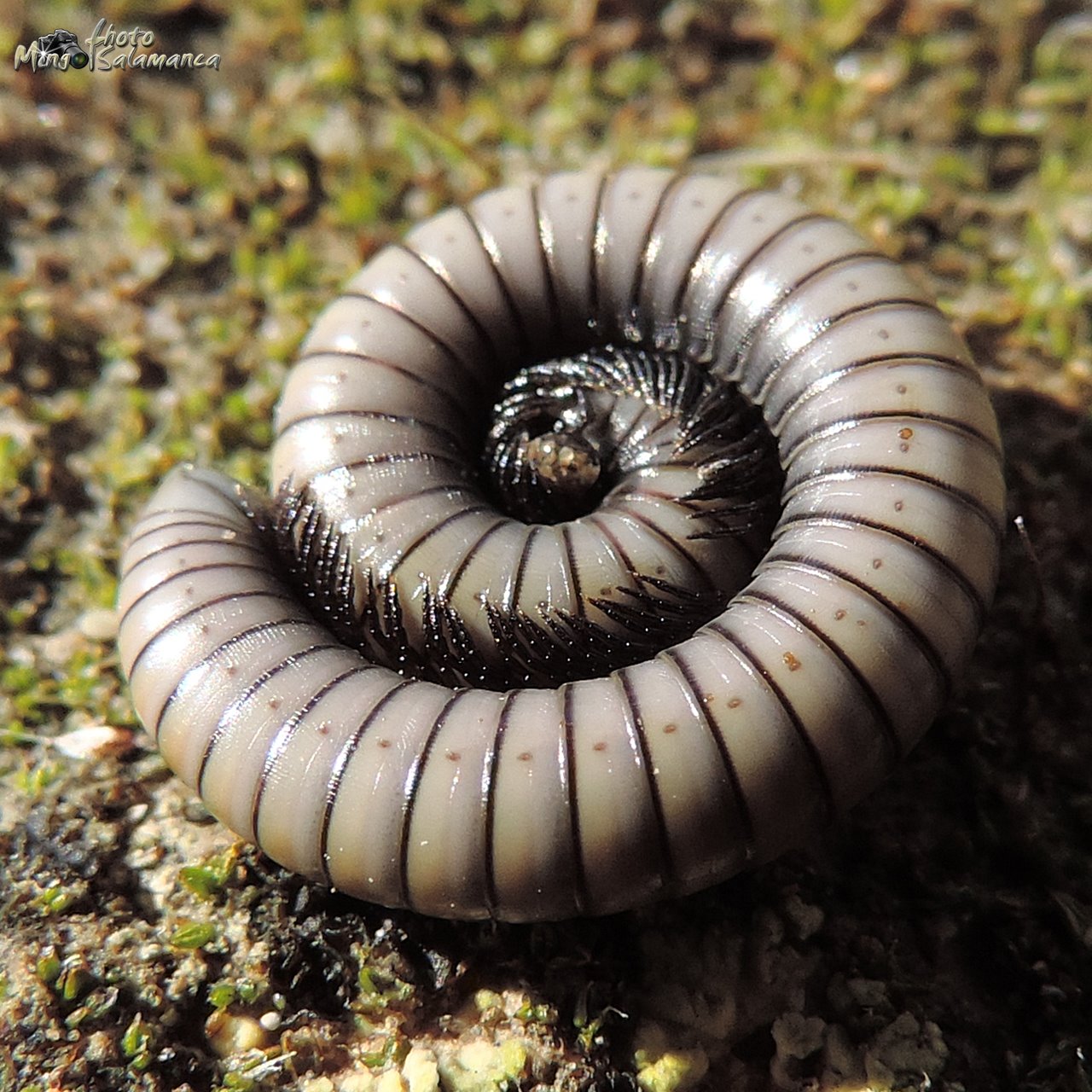AMIGOS PARA SIEMPRE: FAUNA - ANATOMÍA DE LOS ARTRÓPODOS