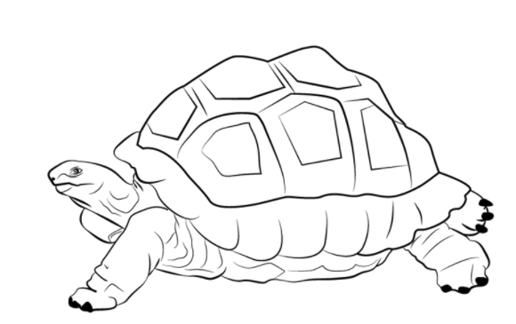 Gambar Kura Kura Sketsa