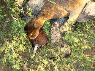 TX duck hunting