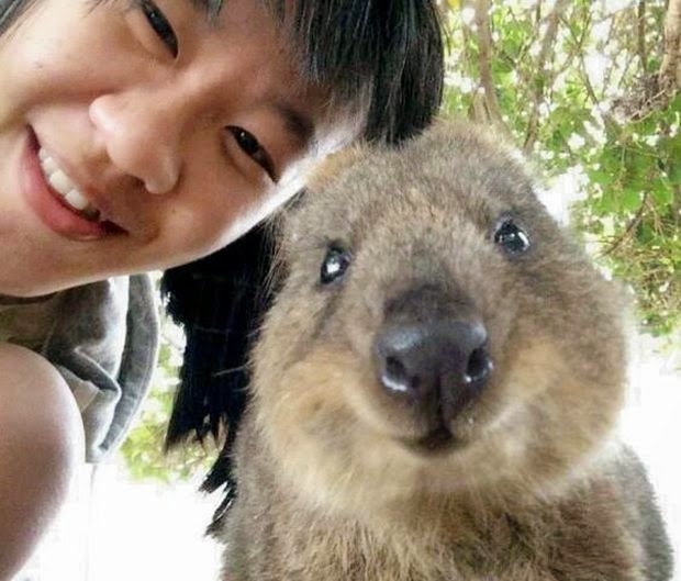 Post News Taking Selfies With Quokkas Is The Cutest Trend In Australia