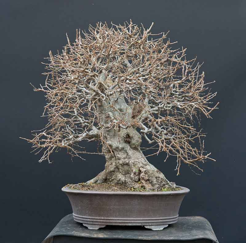 Walter Pall Bonsai Adventures Master Class Croatia 2018 20