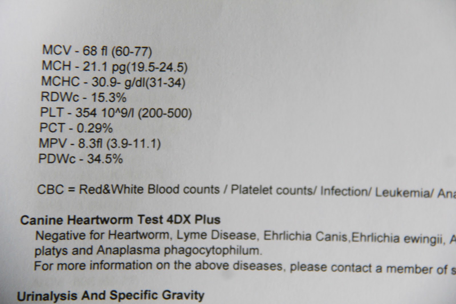 How Much Does Heartworm Blood Test Cost at Mark Munoz blog