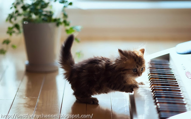 Kitten musician.