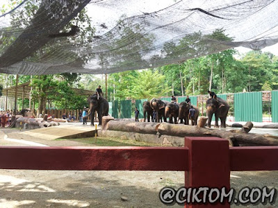 Petunjukan dari gajah-gajah dewasa di Kuala Gandah