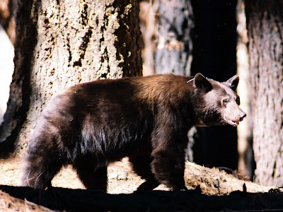 Bear, Kings Canyon National Park, John Muir Wilderness California