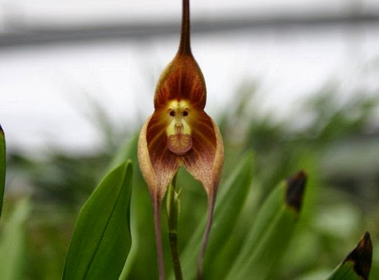 मंकी आर्किड (Monkey Orchid) - बंदर के चेहरे वाला फूल 