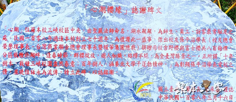 心湖櫻緣|三峽台北大學「心湖櫻花步道」-杜鵑、吉野櫻、木棉花齊綻放