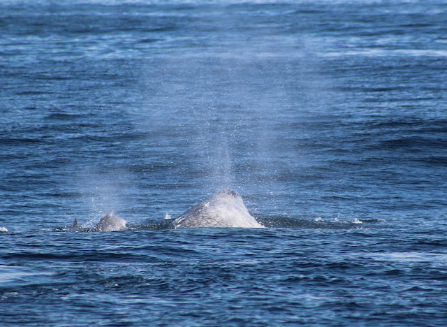 Migrating Gray Whales