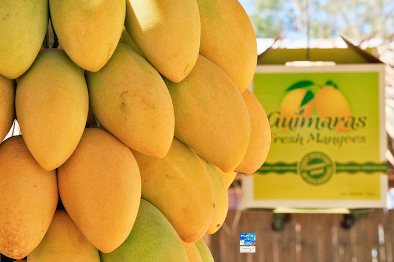 WORLD'S SWEETEST MANGO AND SWEETEST FRUIT PHILIPPINE CARABAO MANGO