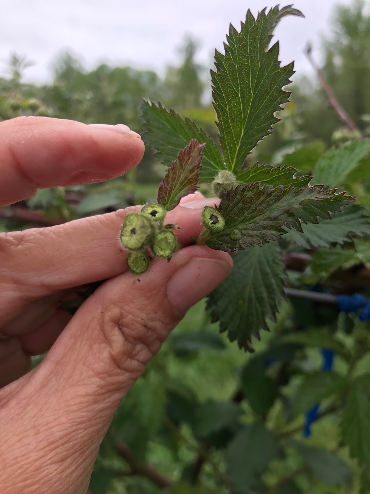 Team Rubus Another year, another round of blackberry flower bud injury