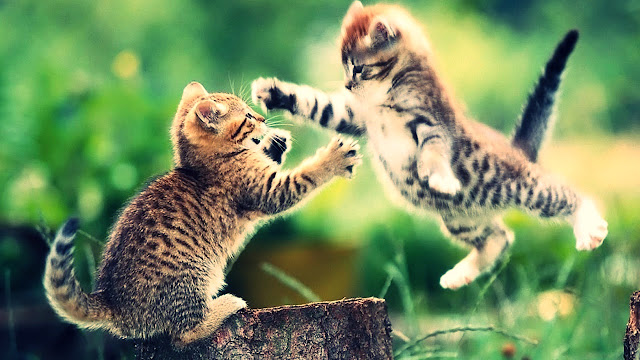 Understanding Why Cats Fight