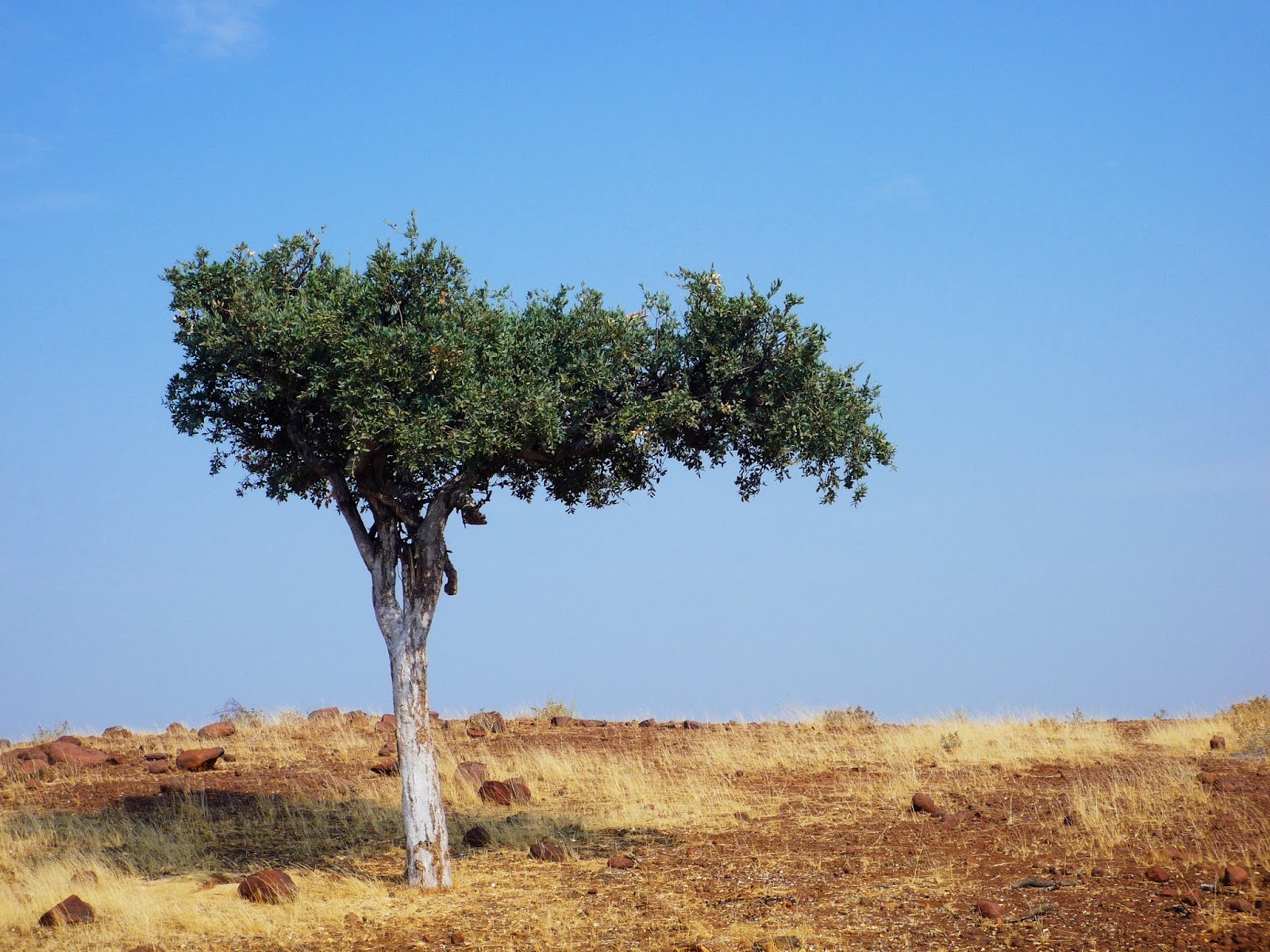 Namibia Reservations: Namibia's Shepherds Tree