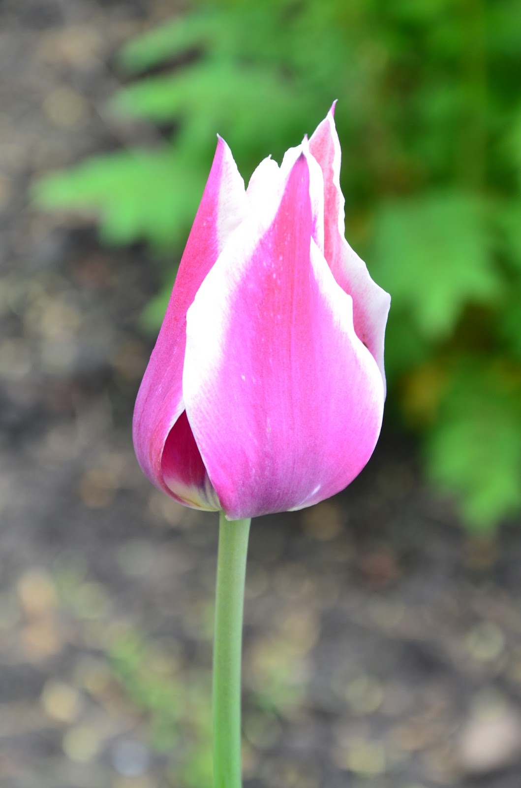 Zone Five and a Half Fallproof Spring Bulbs