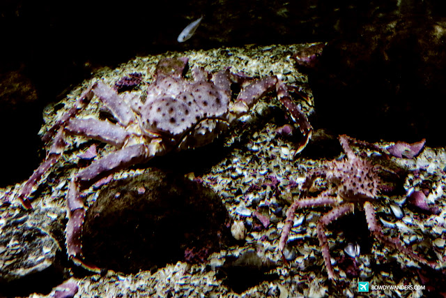 bowdywanders.com Singapore Travel Blog Philippines Photo :: Norway ::  Polaria Science Museum: Visit the World's Most Northerly Aquarium in Tromso