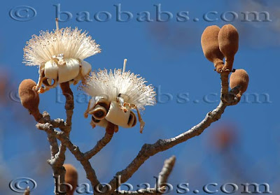 baobab de Grandidier Adansonia grandidieri