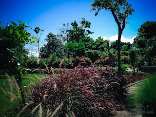 Red Crimson Fountain Grass Or Pennisetum Setaceum In The Garden