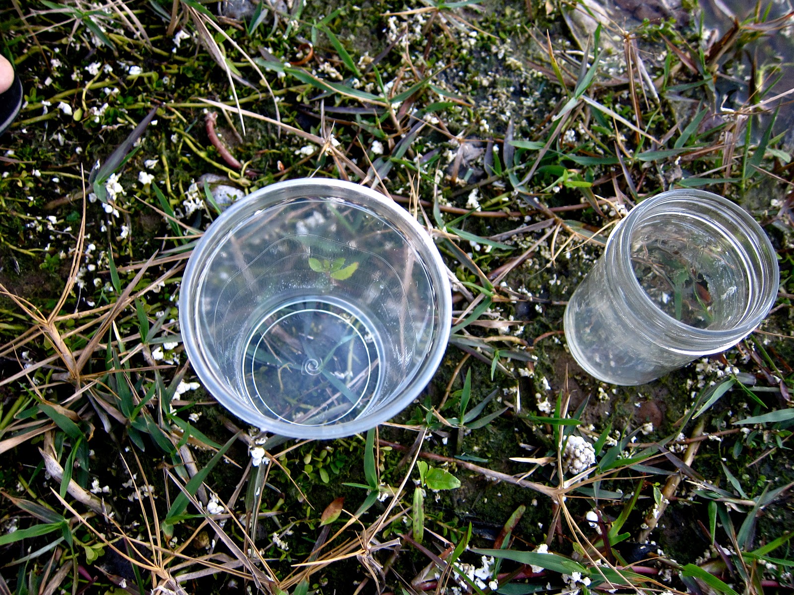 GOING PLACES ON EATING, DRINKING, AND ADVENTURE. How to Clean a Bat Skull!