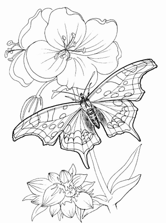 Tranh tô màu con bướm đậu trên cành hoa