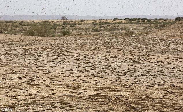 Locusts on the rise: Another swarm of locusts of Biblical scale the third this year destroying everything in their Path in Russia  1891B040000005DC-4523498-image-a-42_1495221330070