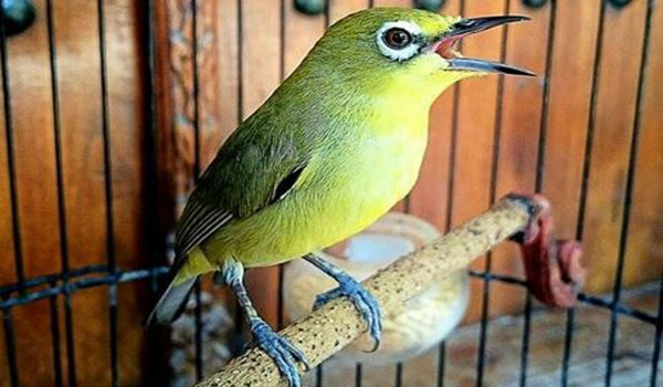 burung pleci lomba