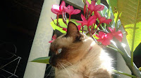 Minha gatinha Safira e a importância de um animal de estimação, as responsabilidades e o projeto de chipagem de gatos e cachorrros em Barretos-SP - Gata Safira no jardim de perfil
