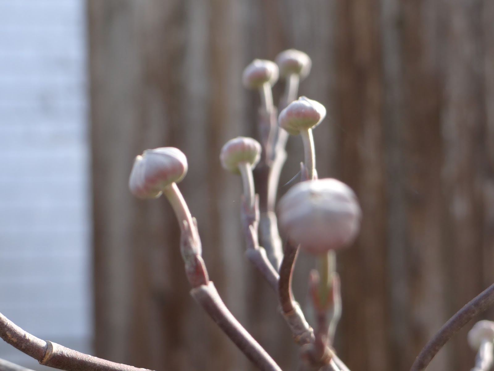 Trader Joe's 365 Tulip Bulbs in Glass Vase
