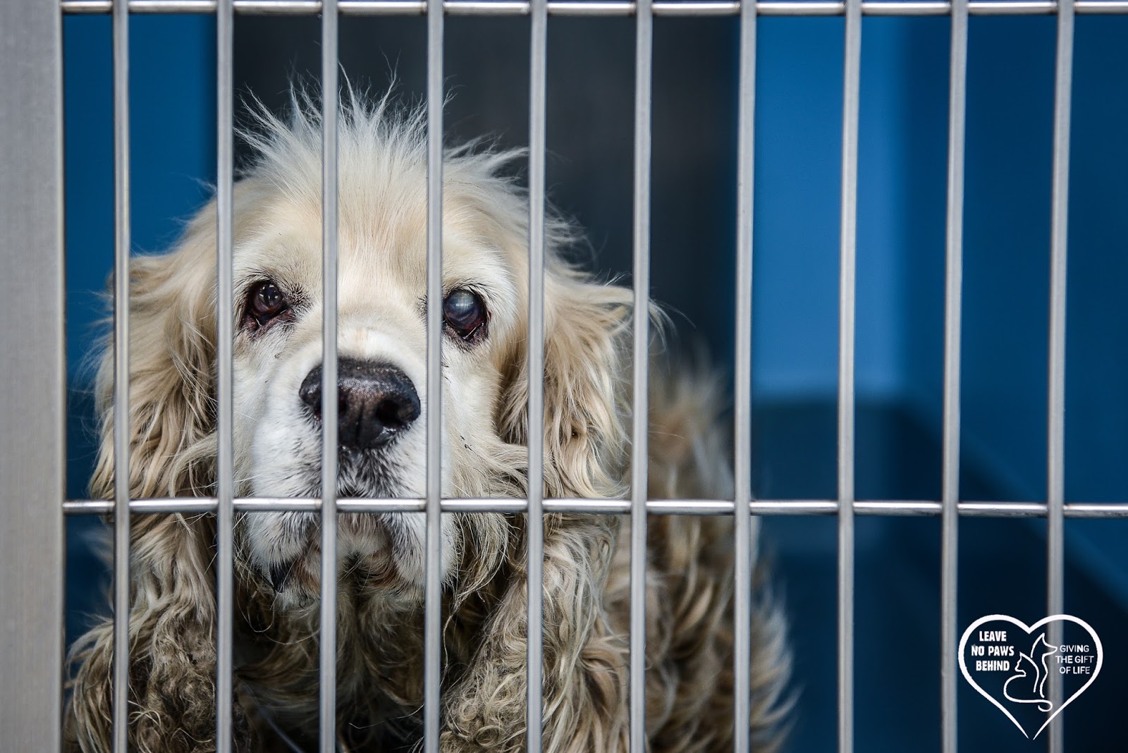 Baldwin Park Shelter Animals Available As Of 12518