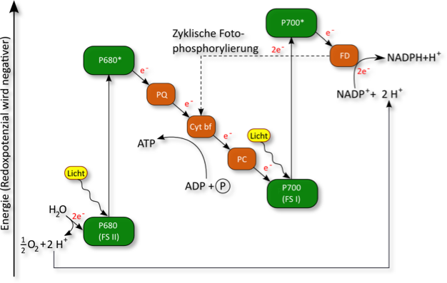 Fotosynthese Lichtabhängige Reaktion