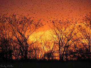 The picture of sunset and birds is a wonderful metaphor for the busy mind.